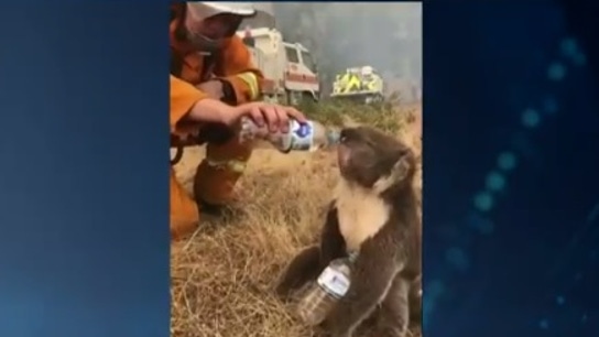 El bombero dando agua al koala